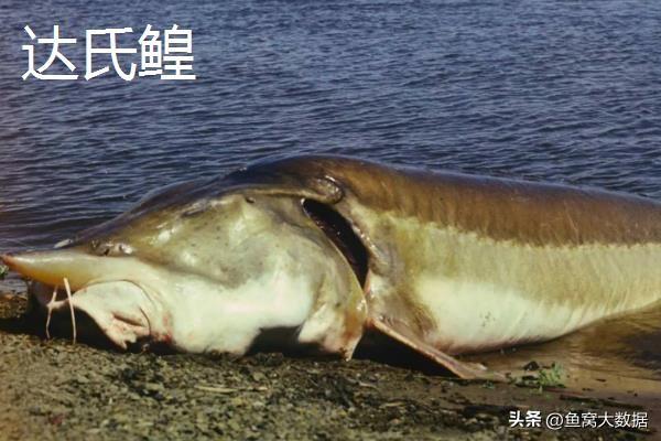 野生鲫鱼一斤多少元，2021鲫鱼多少钱一斤今日鱼价（黑龙江渔民捕获1028斤大鱼）