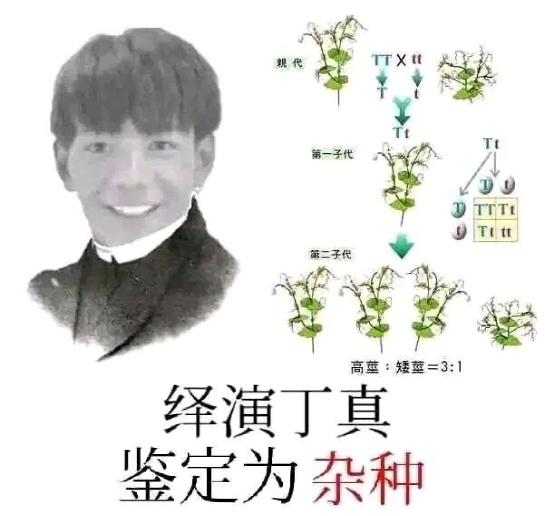 丁真是什么梗，丁真是什么梗雪豹（品鉴汉语言博大精深的魅力）