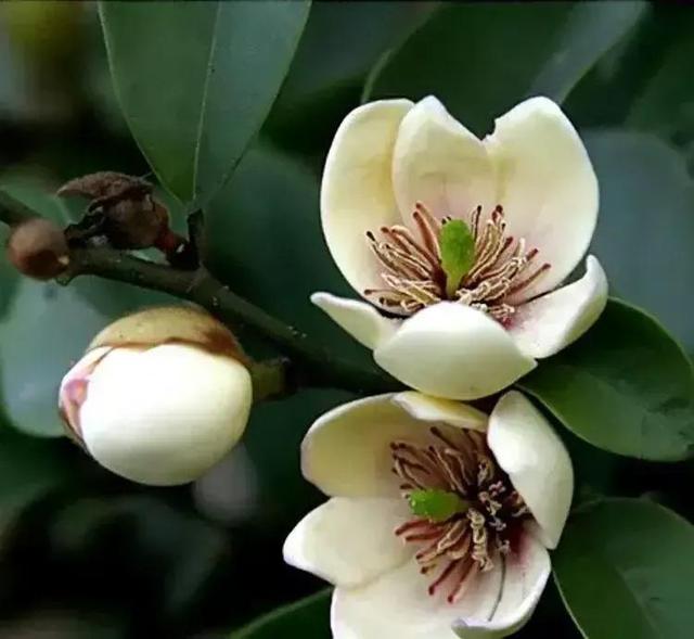 含笑花什么时候开花，分享图片——深山里（含笑花何时开花）