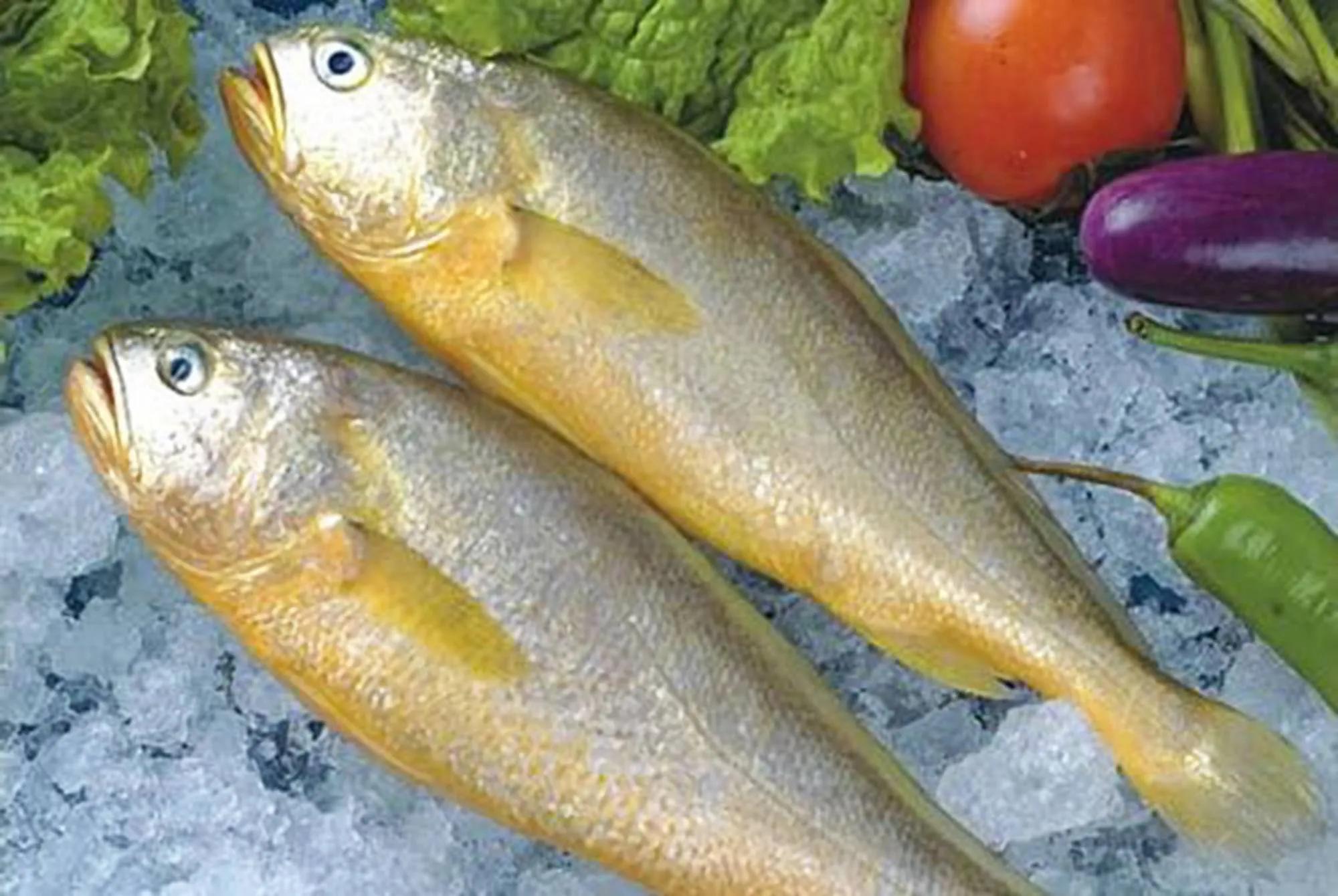 海鱼的种类图片和名字 常见(几十种海鱼你都吃过吗) - 去钓鱼