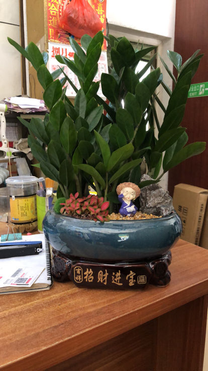 乔迁之喜送什么鲜花好，乔迁之喜送什么花合适（招财进宝面子十足）