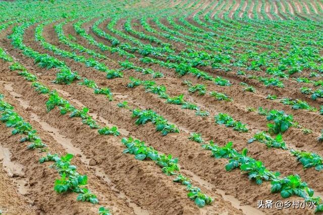 地瓜是什么，地瓜是什么软件（掌握老祖宗留下的10句农谚）