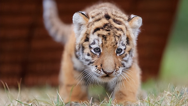 狮子是什么王?森林之王，狮子是什么王（狮子如果碰见了老虎）