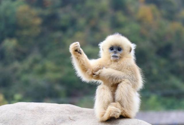 金丝猴外形特点，金丝猴的外表（神农架“野人”会是它吗）