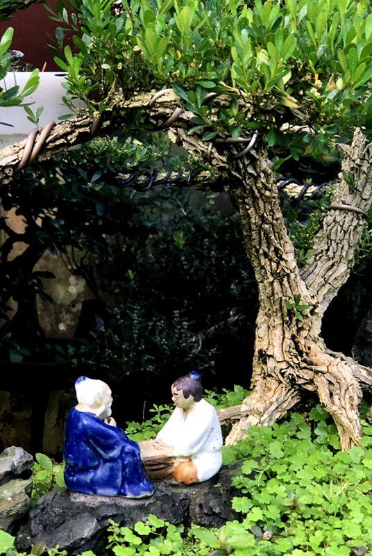 麒麟花的寓意是什么，客厅摆放麒麟的图片（海南迎春花市年味渐浓）