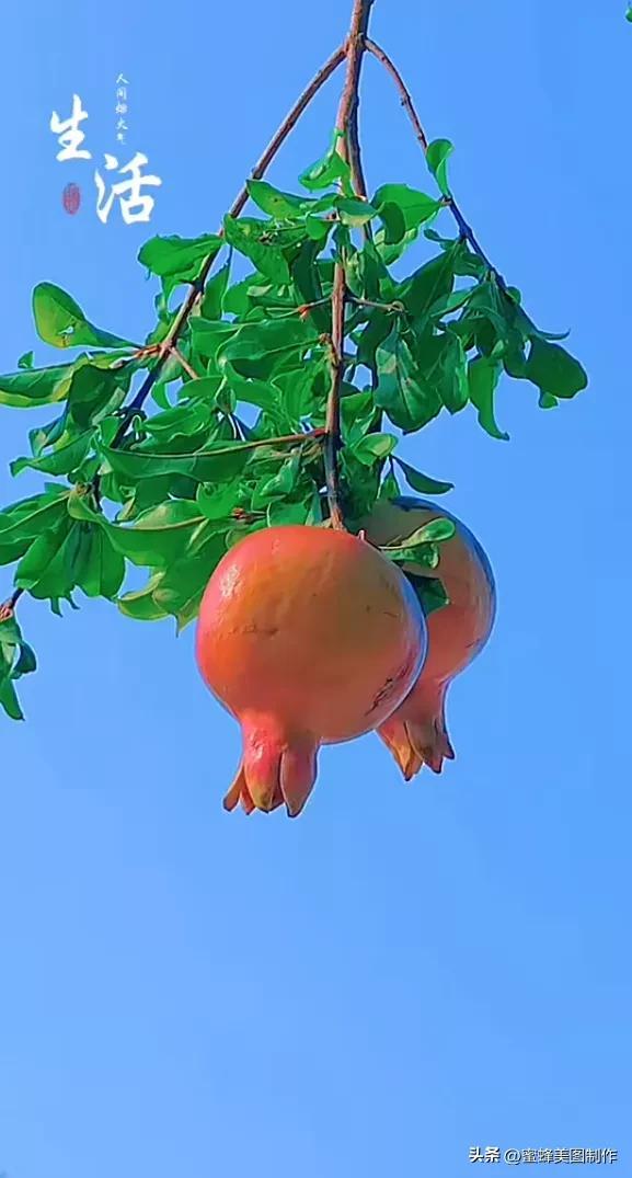 四个季节各有什么水果和蔬菜，四个季节各有什么水果和蔬菜和水果（60张水果蔬菜壁纸美图）