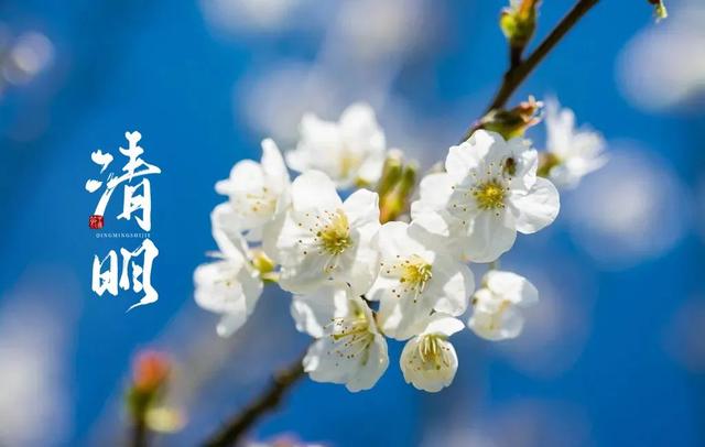 清明诗句大全，《清明》的诗句（十二首清明的诗词）