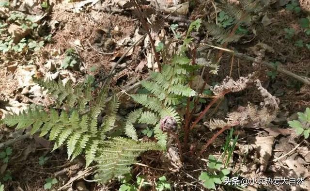 紫色菜杆是什么菜，紫色杆子的菜叫什么菜（猴腿儿菜都是紫色的吗）