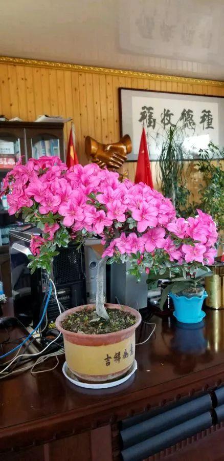 春节花卉品种大全大图，春节遇花期，五彩斑斓过新年