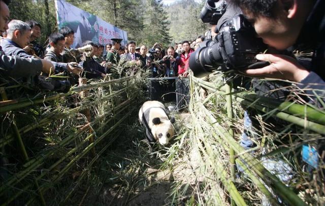 大熊猫资料简介，那它在猛兽中到底是什么段位的