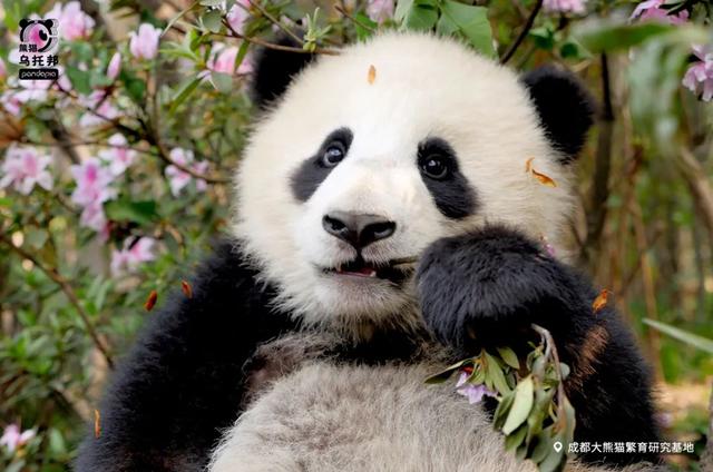 用来比喻爱情的动物，用动物比喻爱情的句子（也该成为四川人的恋爱标配）