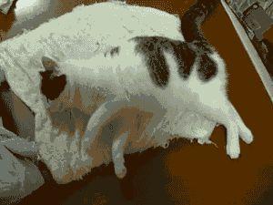 女生梦到猫是什么意思，彻底了解猫的睡眠机制（女生梦到猫是什么意思预兆）