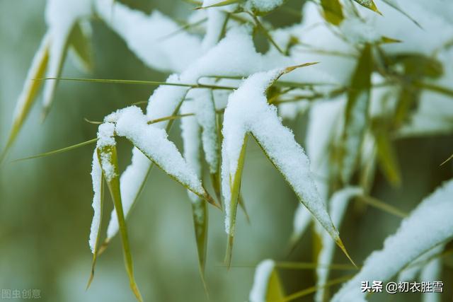 2,岁寒三友古诗七首:合成松竹梅三友,历尽冰霜雪一身