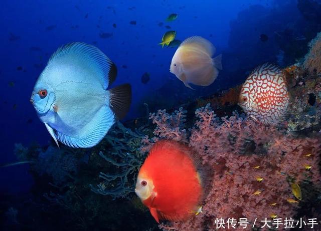 神仙鱼的习性和饲养，神仙鱼，你们认识吗