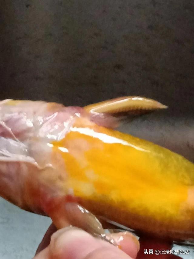 黄鸭叫怎么做才好吃，请听黄鸭叫的叫声，它是鸭吗