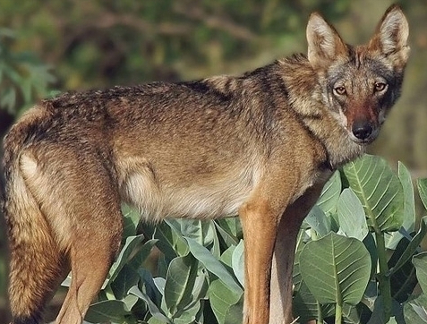 地球上最凶猛的动物，世界上最凶猛的动物的排名是什么（一个手持铁棍的男子）
