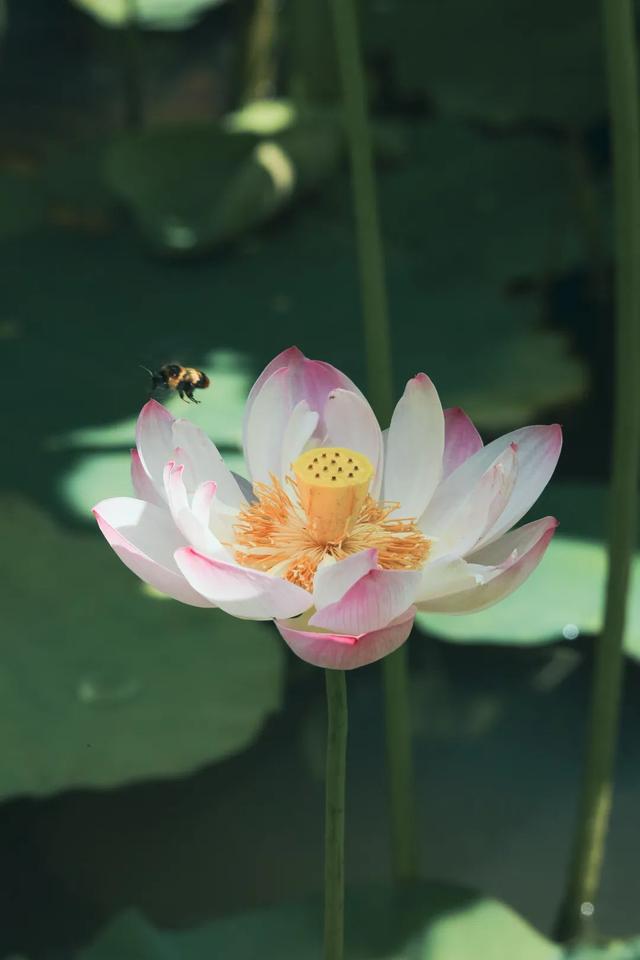 普陀山旅游攻略最新，普陀山旅游攻略2021（期待与你在普陀山朱家尖的邂逅~）