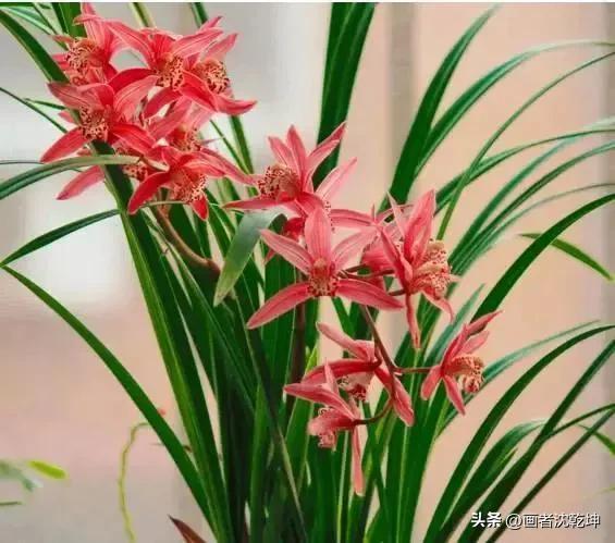 十大最贵最美兰花，绝美兰花50幅