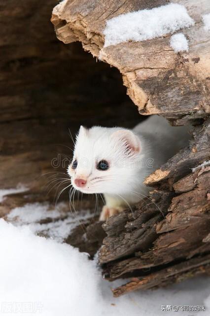 刺猬吃什么食物，刺猬吃什么（“臭屁王”巧吃刺猬）