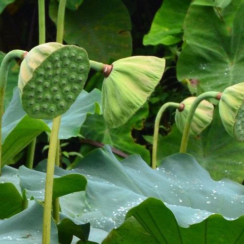 农村能吃的100种野菜图片，有哪些野菜可以吃