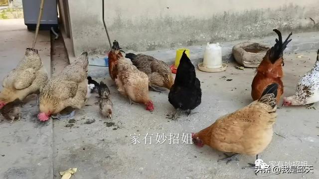 鸡有几只脚，鸡有几只脚趾头(一只脚)（为什么在市场上能看到这么多的鸡爪）