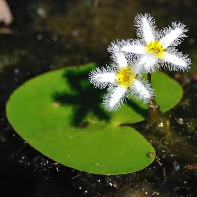 鲜花的花语和花的数目的寓意，鲜花数量的寓意（100种迷人的“数字花”）
