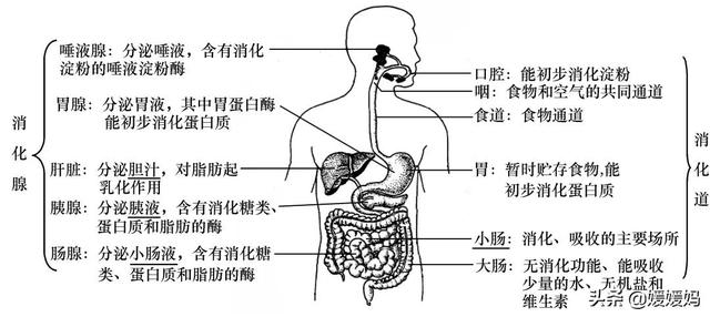 草履虫的结构，草履虫的结构层次模式图（应考技巧丨初中生物识图题常用结构示意图）