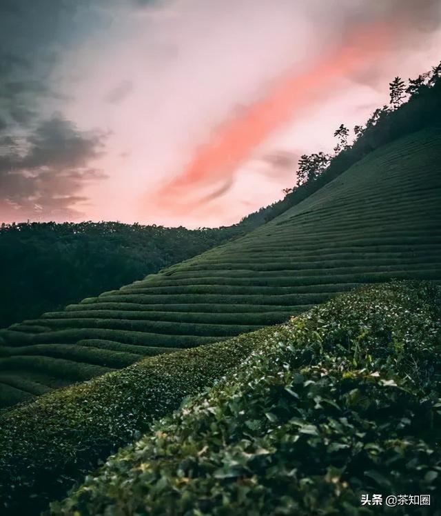 茶叶商标取名大全集，好听茶叶商标名参考（茶店还应该关注哪类商标）