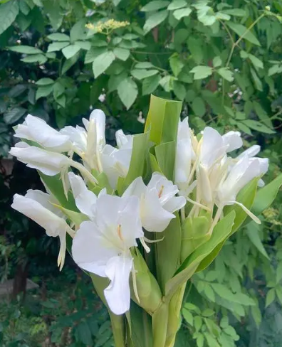 六月开什么花，六月开什么花图片（这几种在6月盛开的花）