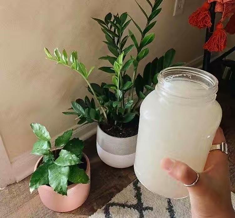 花肥用什么肥料好，养花用什么肥料（家里“5种”东西）