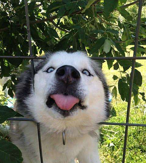 狗名字大全洋气的顺口，狗名字大全洋气的顺口公狗（还在给狗狗起这些“名字”吗）