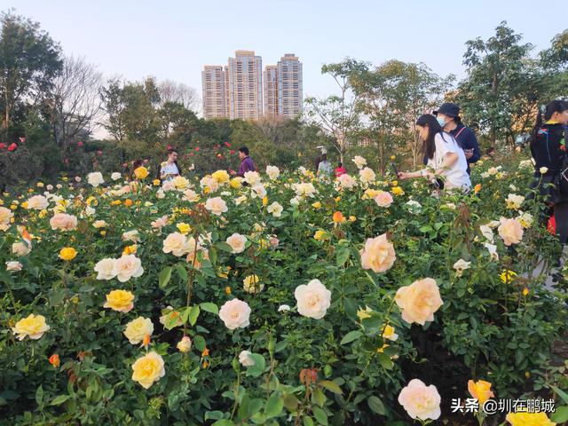 深圳五一去哪玩，五一假期去哪里玩（深圳的山、海、公园）