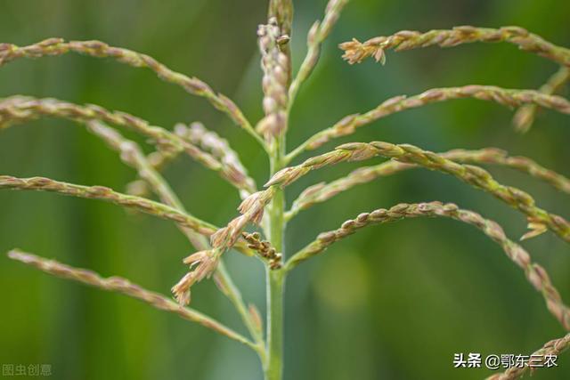 玉米什么时候种，玉米什么时候播种（种玉米要扬花期避开伏天）