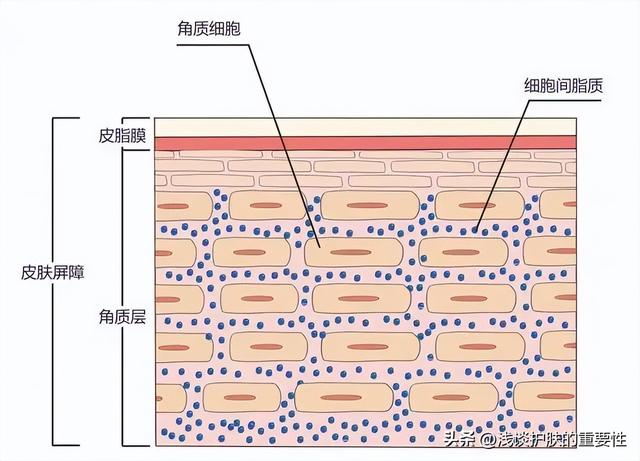 外油内干如何保养，外油内干怎么护理（科普一下皮肤屏障那二三事）