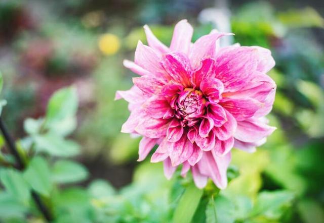 格局大必成大器的星座女，又美又有气质又强大的星座女（有容人之量的星座）