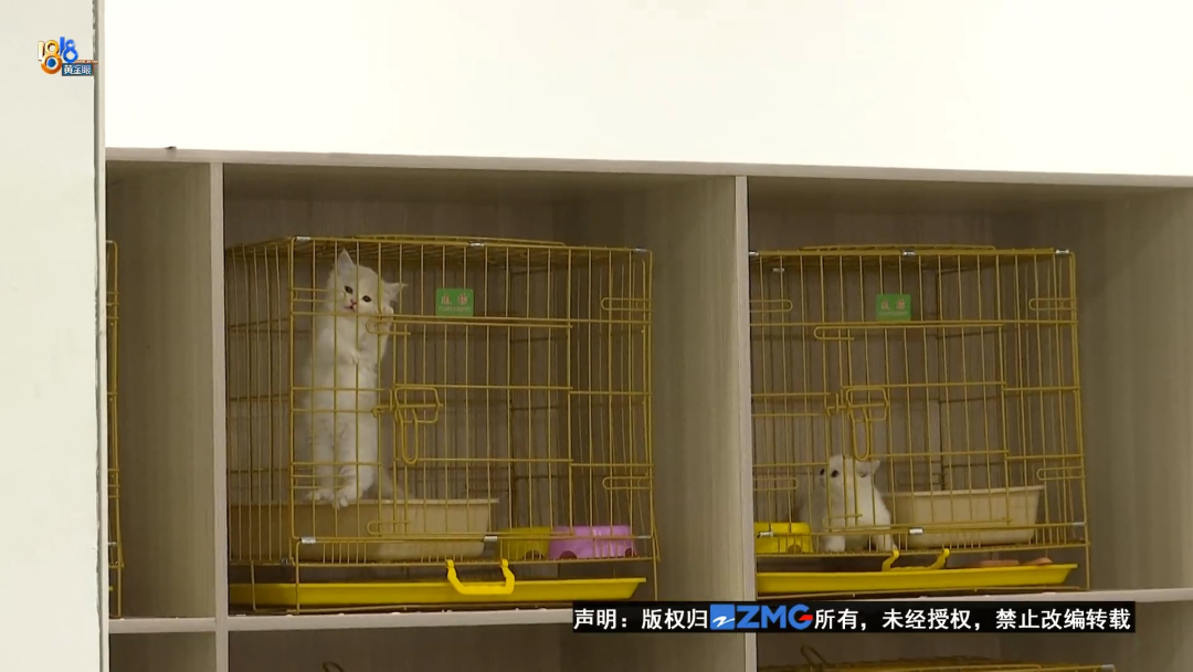 给猫检查猫瘟多少钱 检查猫瘟费用