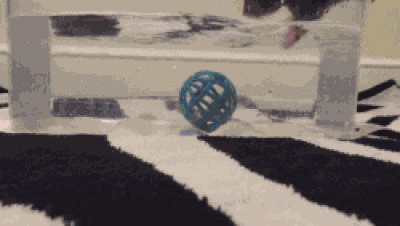 大白鼠和花枝鼠，大白鼠图片（原来有老鼠不脏不臭）