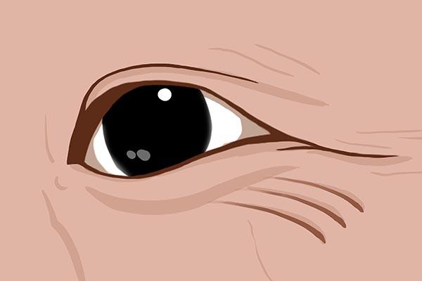 含硒的食物和水果有哪些，富硒大米多少钱一斤（5大富含硒元素的食物）