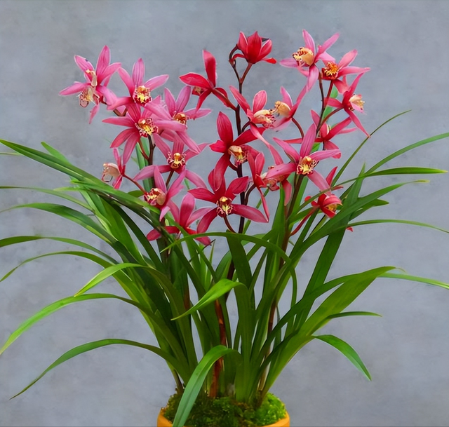 现在中国国花是什么花适合春秋穿的衣服，中国的国花是什么（5种“高贵花”）