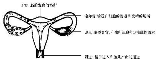 草履虫的结构，草履虫的结构层次模式图（应考技巧丨初中生物识图题常用结构示意图）