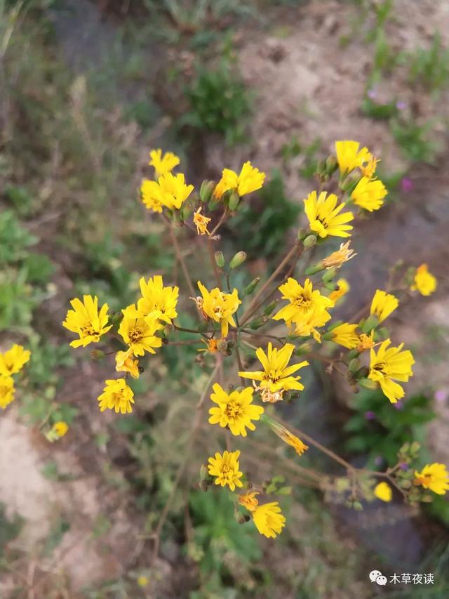 那些四月里开出绚烂花儿的野生植物们，四月有什么花开花
