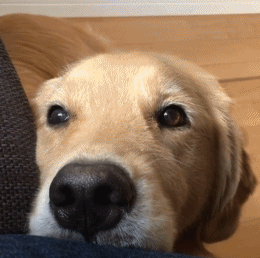 哪种博美犬最好养，很适合懒人养哦