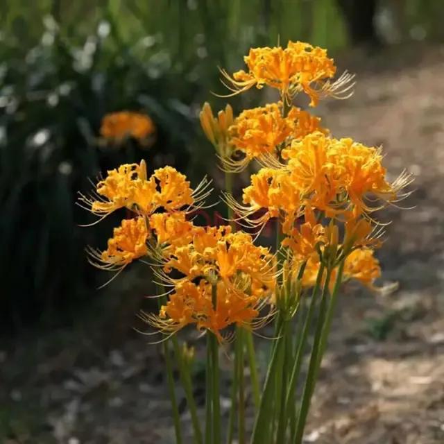花的种类及花语，花的种类及各自花语（常见植物图鉴，出门识花不求人）