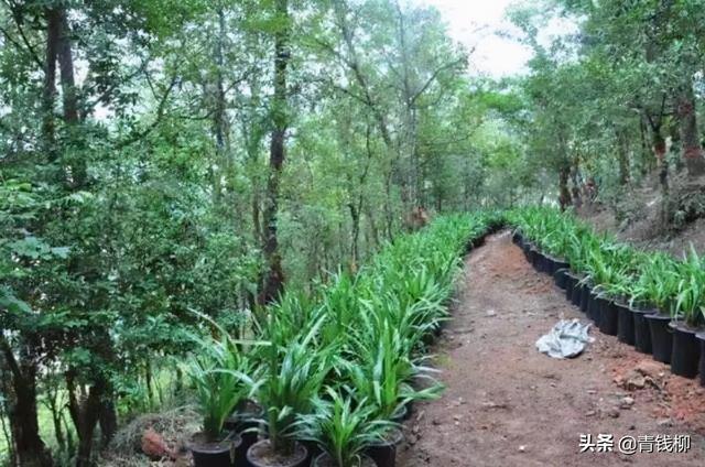白芨种植技术，独叶白芨种植技术（安徽黄山白及大田与林下栽培技术）