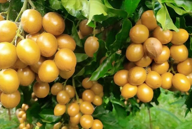 十大最酸的水果，十大高蛋白食物水果（四大酸水果横空出“市”）