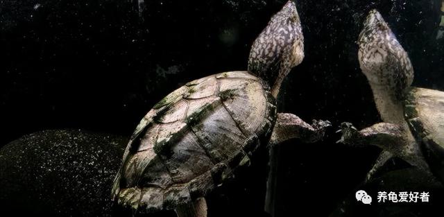 乌龟白眼病怎么治疗，乌龟白眼病怎么治最快（你可有好好地总结一下）