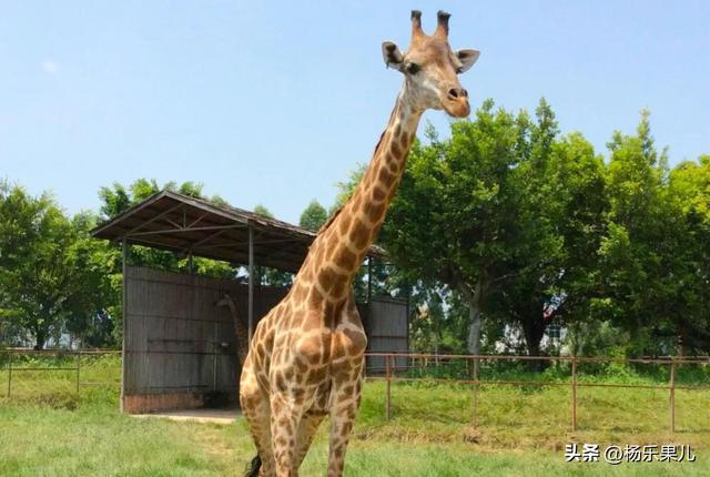 道滘粤晖园介绍，道滘粤晖园图片（广东-东菀十景）