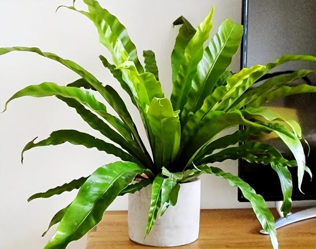 可以种在阳台的大型绿植，可以种在阳台的大型绿植品种（能养8种“大叶花”）