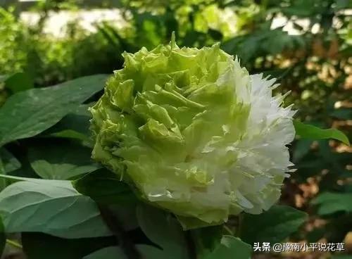 大门口种什么花最吉利，大门口栽什么花才吉利（6种“吉祥花”）