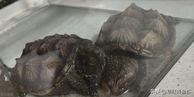 北美小鳄龟的饲养，北美小鳄龟的饲养方法视频（这4个细节要注意，别想当然）